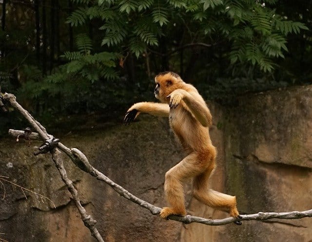 What A Gibbon Can Teach A Slackliner.