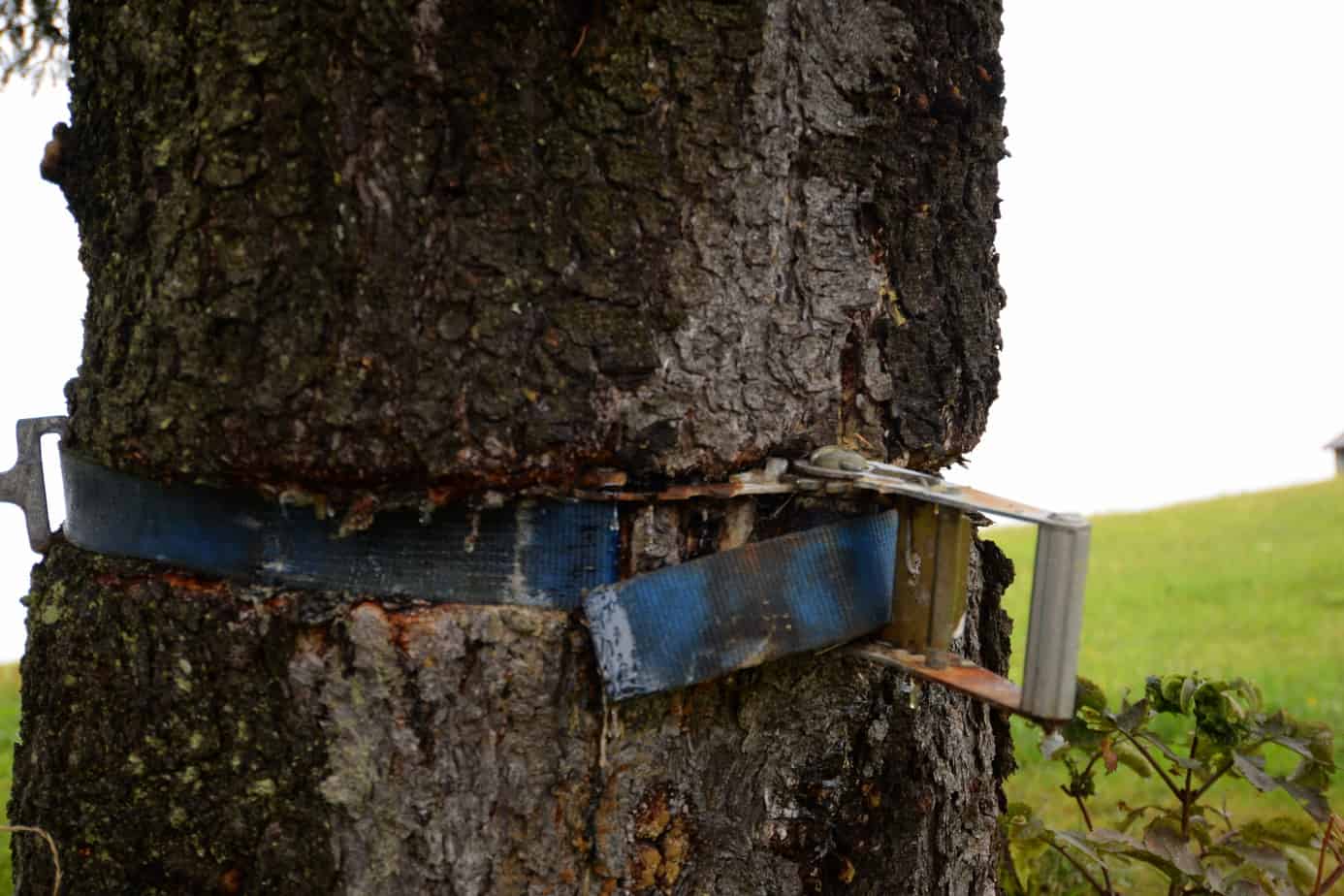 how to protect trees when slacklining